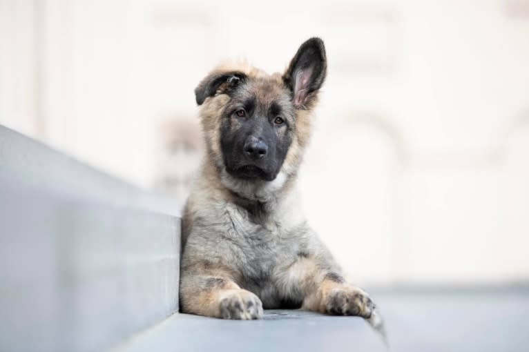 Ayati von der Vaniro Wolf, a German Shepherd Dog (10.5% unresolved) tested with EmbarkVet.com