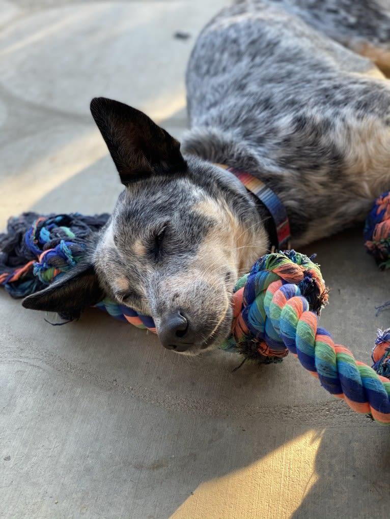 Kai, an Australian Cattle Dog tested with EmbarkVet.com