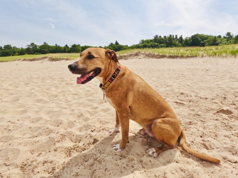 Simon, an American Pit Bull Terrier and Catahoula Leopard Dog mix tested with EmbarkVet.com
