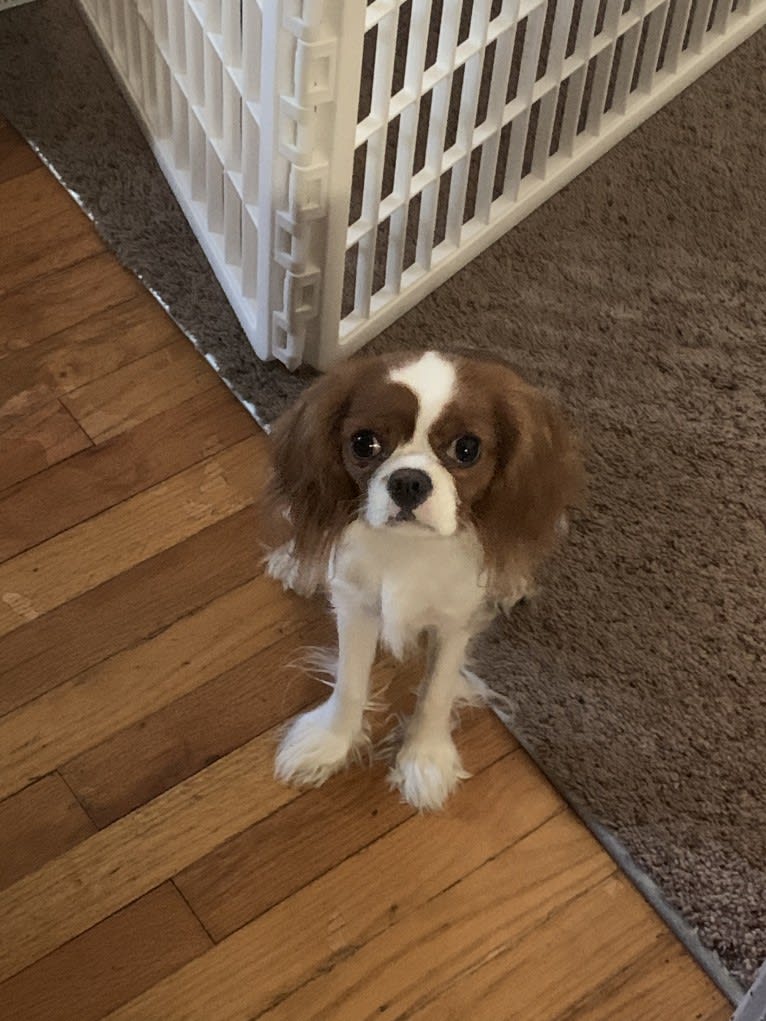 Rose Tyler, a Cavalier King Charles Spaniel tested with EmbarkVet.com