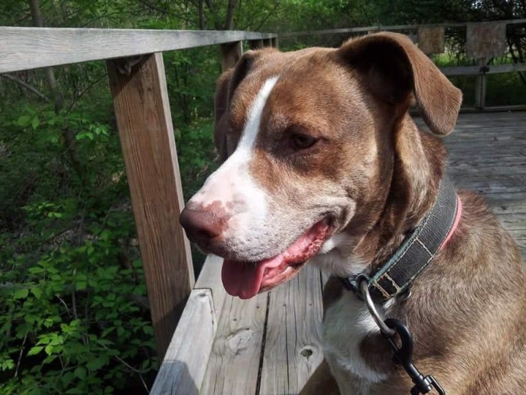 Josie, an American Pit Bull Terrier and English Springer Spaniel mix tested with EmbarkVet.com