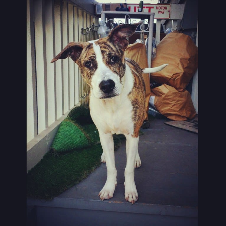 Maeby, an American Pit Bull Terrier and Chow Chow mix tested with EmbarkVet.com