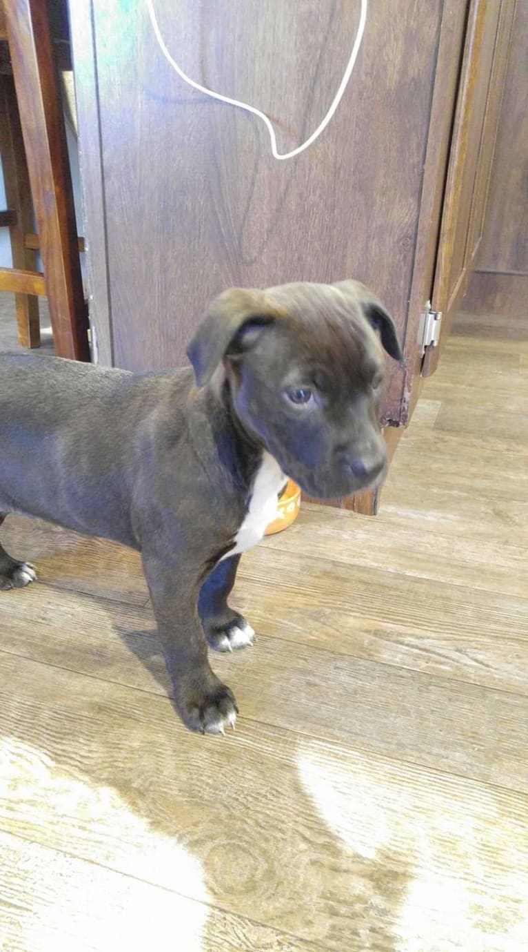 Carly, an American Pit Bull Terrier and Rottweiler mix tested with EmbarkVet.com