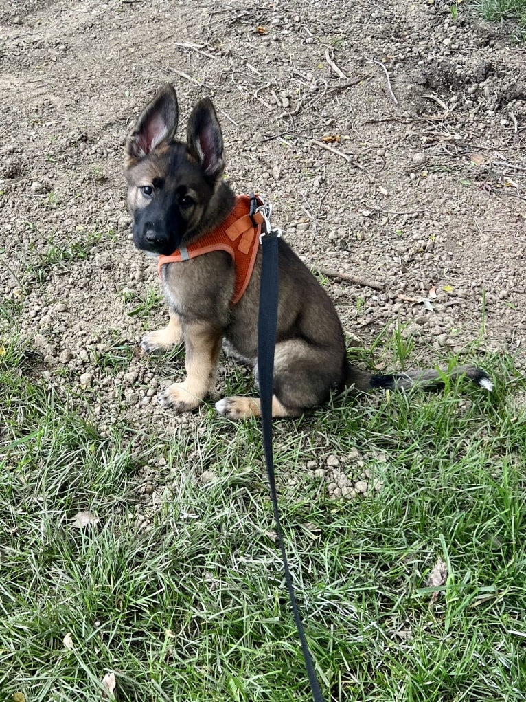 Manfred Von Rexroad, a German Shepherd Dog and American Pit Bull Terrier mix tested with EmbarkVet.com