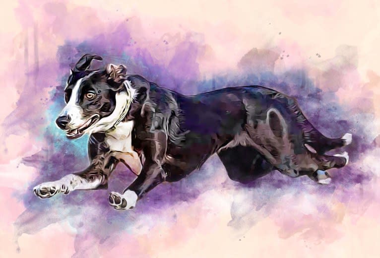 Zen, a Border Collie and Greyhound mix tested with EmbarkVet.com