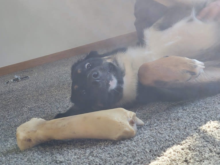 Louyie, a Border Collie and Labrador Retriever mix tested with EmbarkVet.com