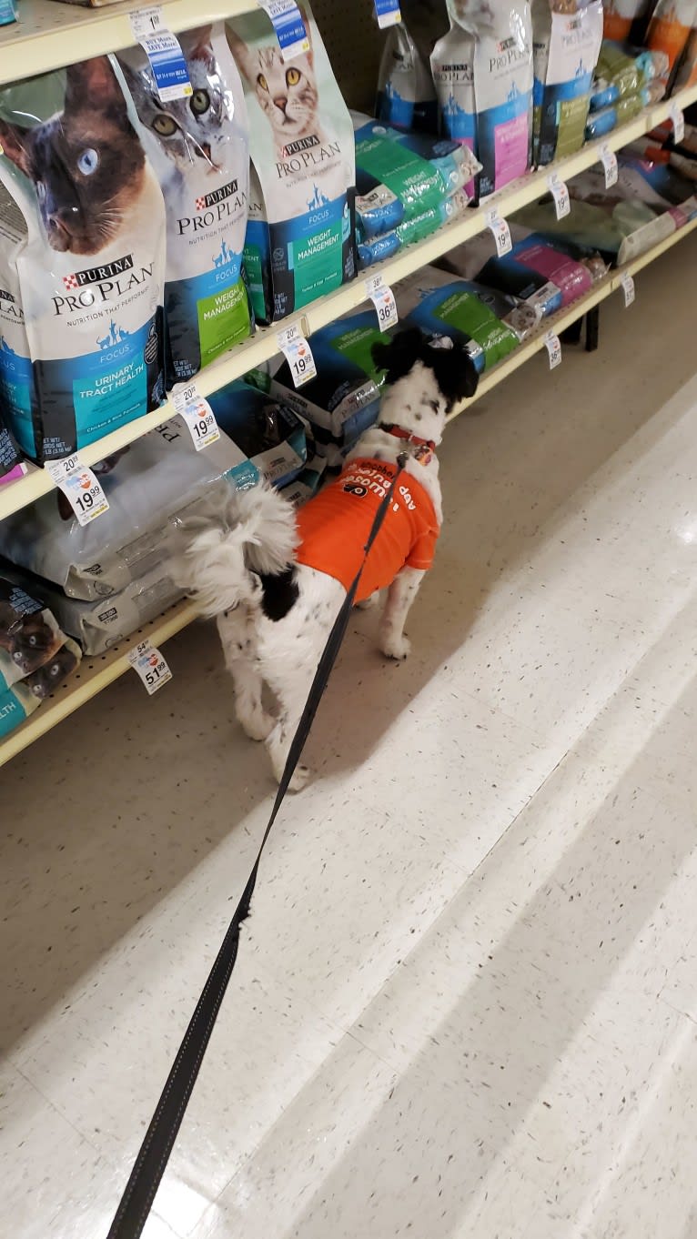 Teddy, a Poodle (Small) and Shih Tzu mix tested with EmbarkVet.com