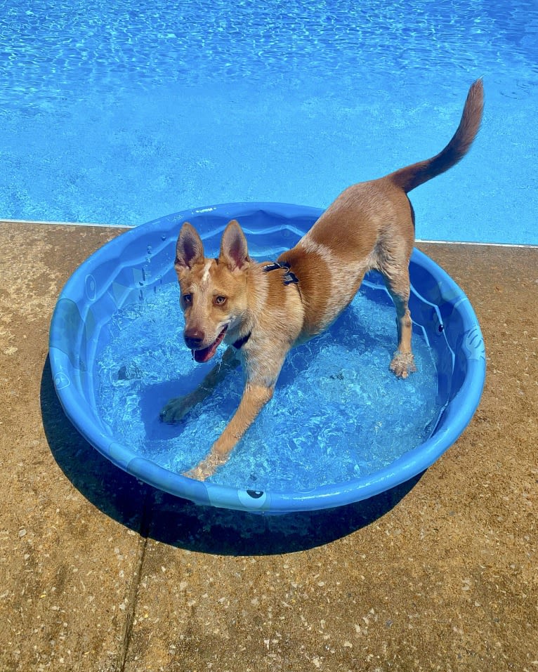 Lou, an Australian Cattle Dog and Australian Shepherd mix tested with EmbarkVet.com