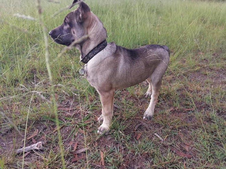Mud, a Siberian Husky and Neapolitan Mastiff mix tested with EmbarkVet.com