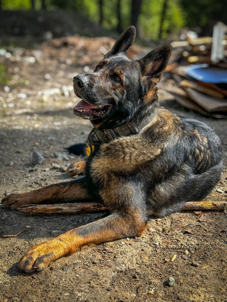 Booth vom Wahrsten, a German Shepherd Dog tested with EmbarkVet.com