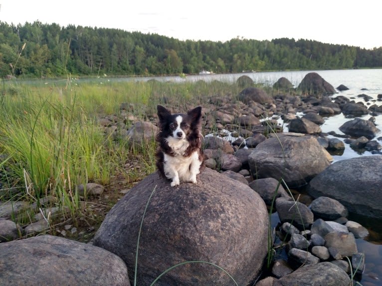 Daisy, a Chihuahua tested with EmbarkVet.com