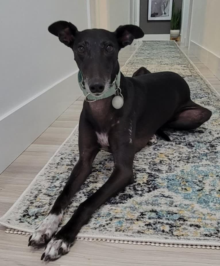 Chili, a Greyhound and Whippet mix tested with EmbarkVet.com