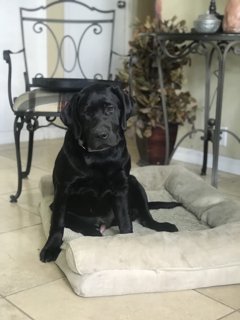 Major, a Labrador Retriever tested with EmbarkVet.com