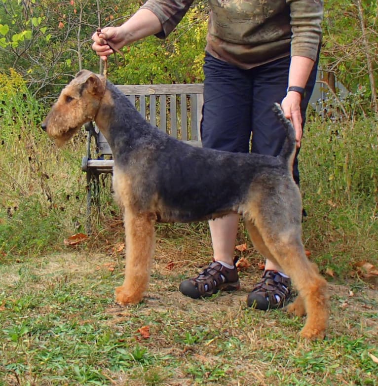 Reyme, an Airedale Terrier tested with EmbarkVet.com