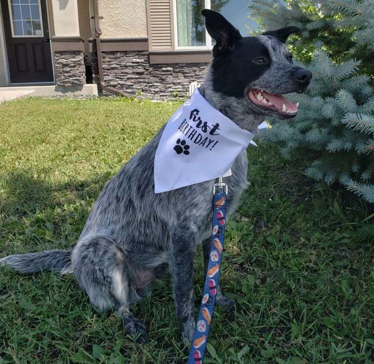 Apollo, a Border Collie and Australian Cattle Dog mix tested with EmbarkVet.com