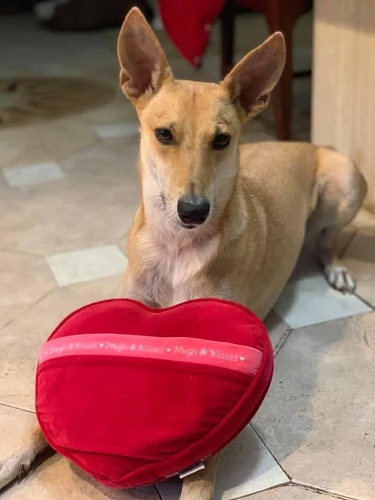 Banbury Cross Mochi, a Carolina Dog tested with EmbarkVet.com