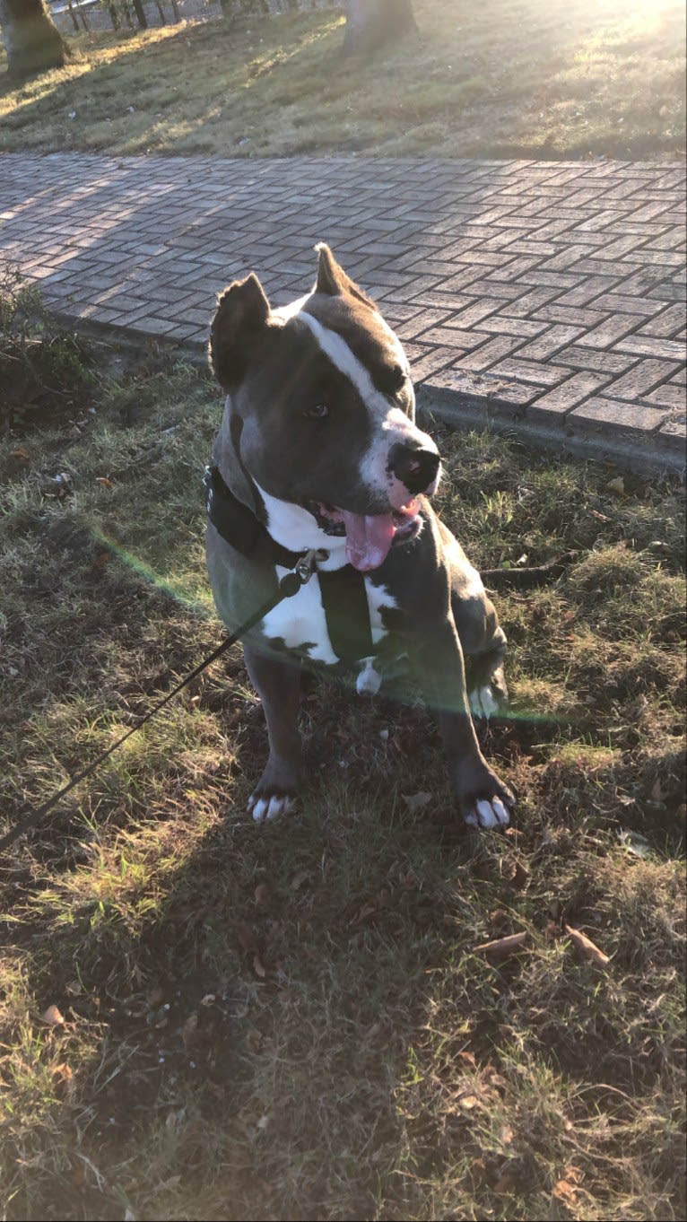 Halo, an American Bully tested with EmbarkVet.com