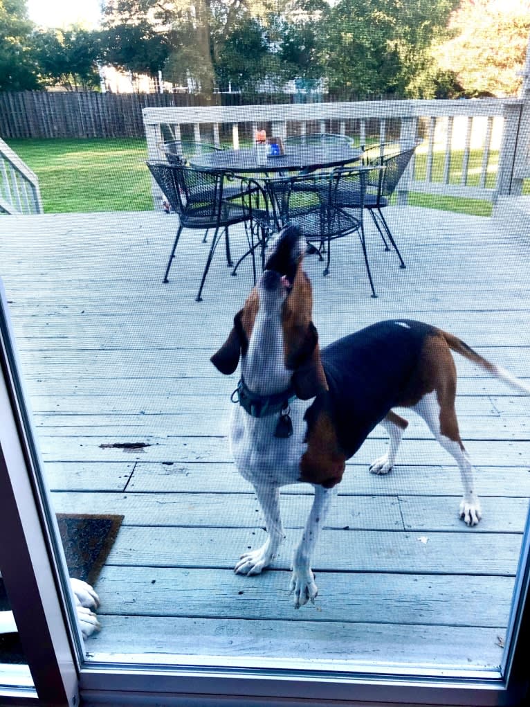 Roxy, a Treeing Walker Coonhound tested with EmbarkVet.com