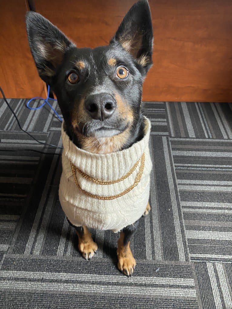 Toussaint, an Australian Cattle Dog and American Pit Bull Terrier mix tested with EmbarkVet.com