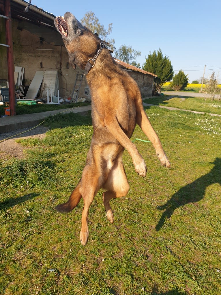 Alfie, a Belgian Malinois and Rottweiler mix tested with EmbarkVet.com