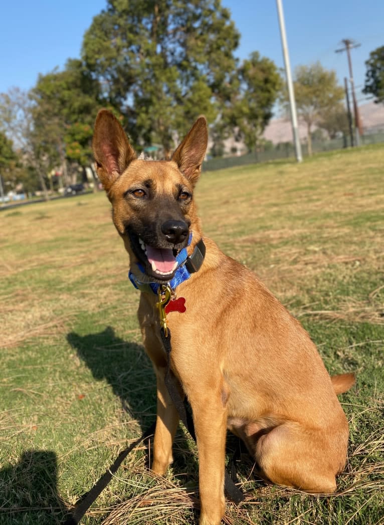 Laszlo Jackson Ceballos, a Southeast Asian Village Dog tested with EmbarkVet.com