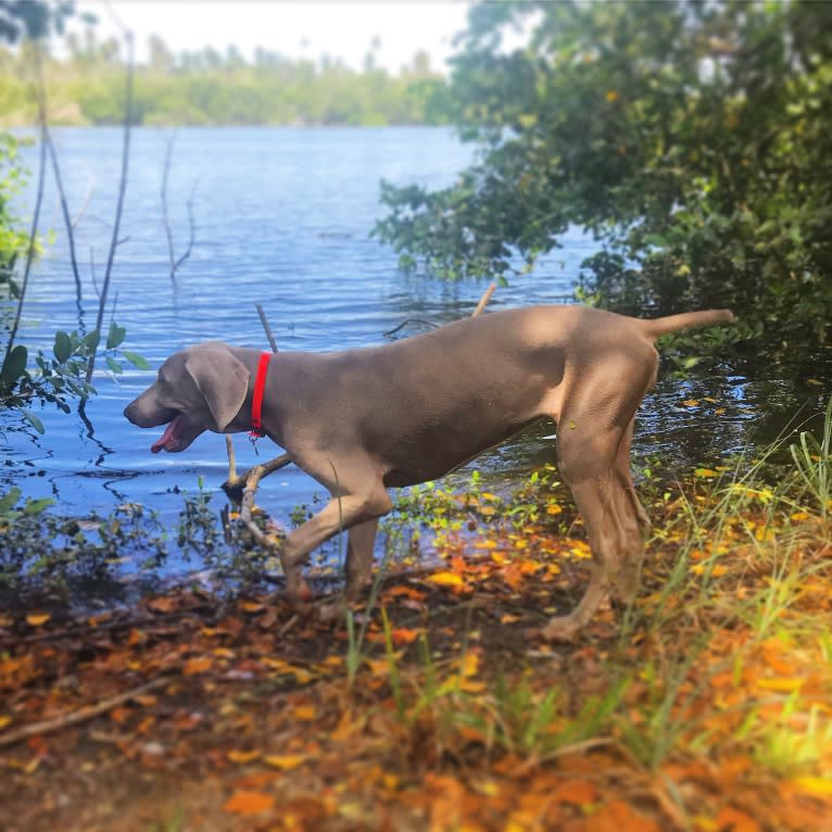 Arya the Weim, a Weimaraner tested with EmbarkVet.com