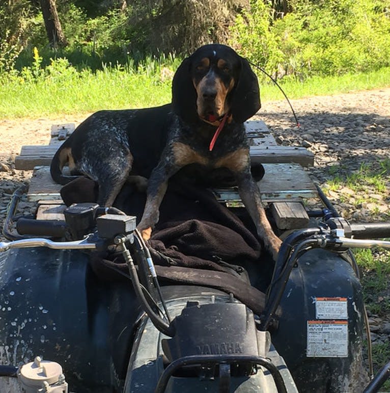 Brandy, a Bluetick Coonhound tested with EmbarkVet.com