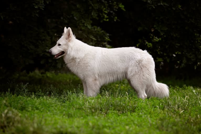 Thor, a White Shepherd tested with EmbarkVet.com