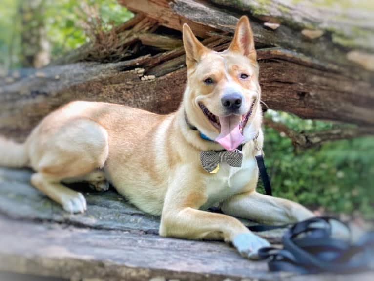 Kevin, an Akita and American Pit Bull Terrier mix tested with EmbarkVet.com