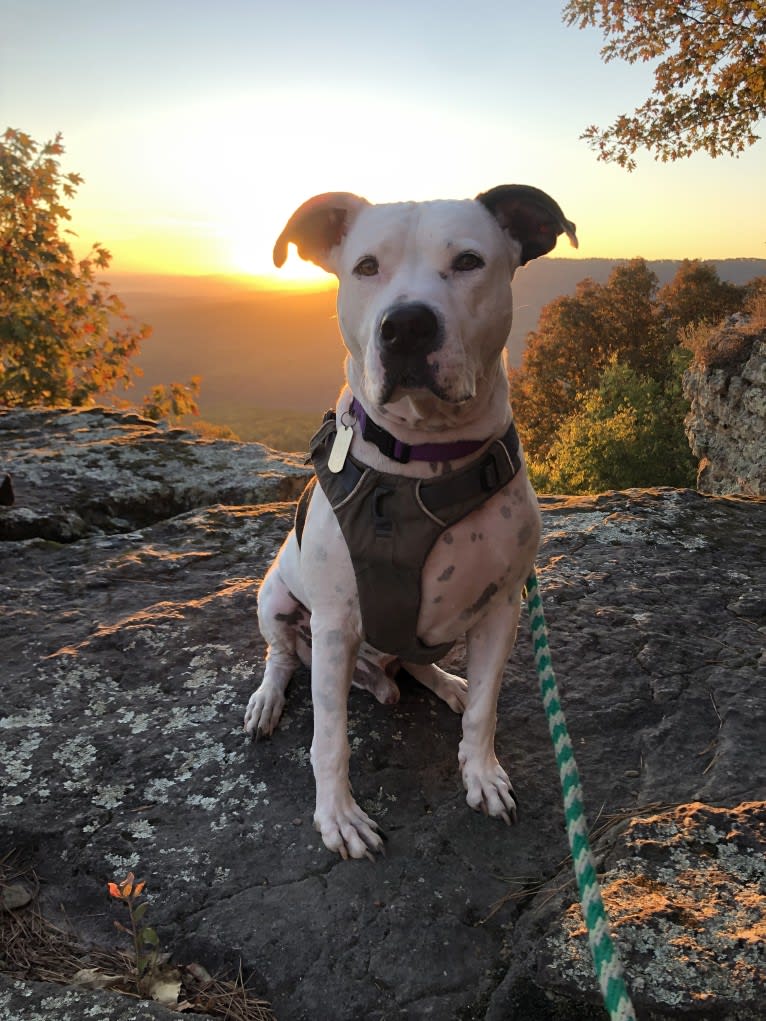 Auggie, an American Pit Bull Terrier and American Staffordshire Terrier mix tested with EmbarkVet.com