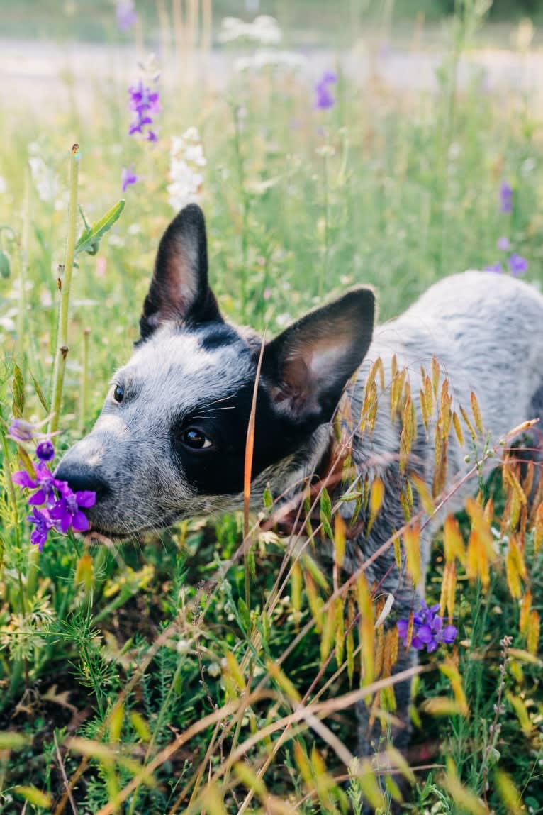 Ranger, an Australian Cattle Dog tested with EmbarkVet.com