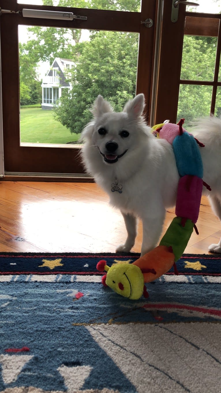 Schlott, an American Eskimo Dog tested with EmbarkVet.com