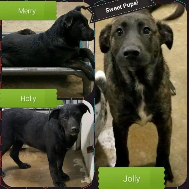 Saint, a Labrador Retriever and German Shepherd Dog mix tested with EmbarkVet.com