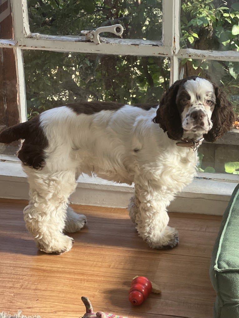 Stanley, a Cocker Spaniel tested with EmbarkVet.com