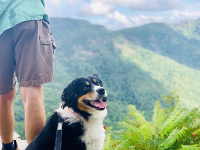 Scarlett, a Brittany and Australian Shepherd mix tested with EmbarkVet.com