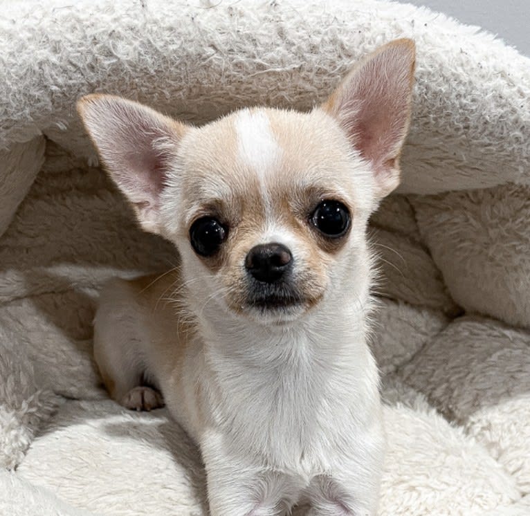 Mocha, a Chihuahua tested with EmbarkVet.com