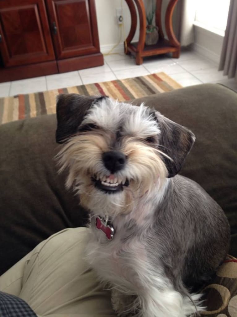 Ursula, a Miniature Schnauzer and Cocker Spaniel mix tested with EmbarkVet.com