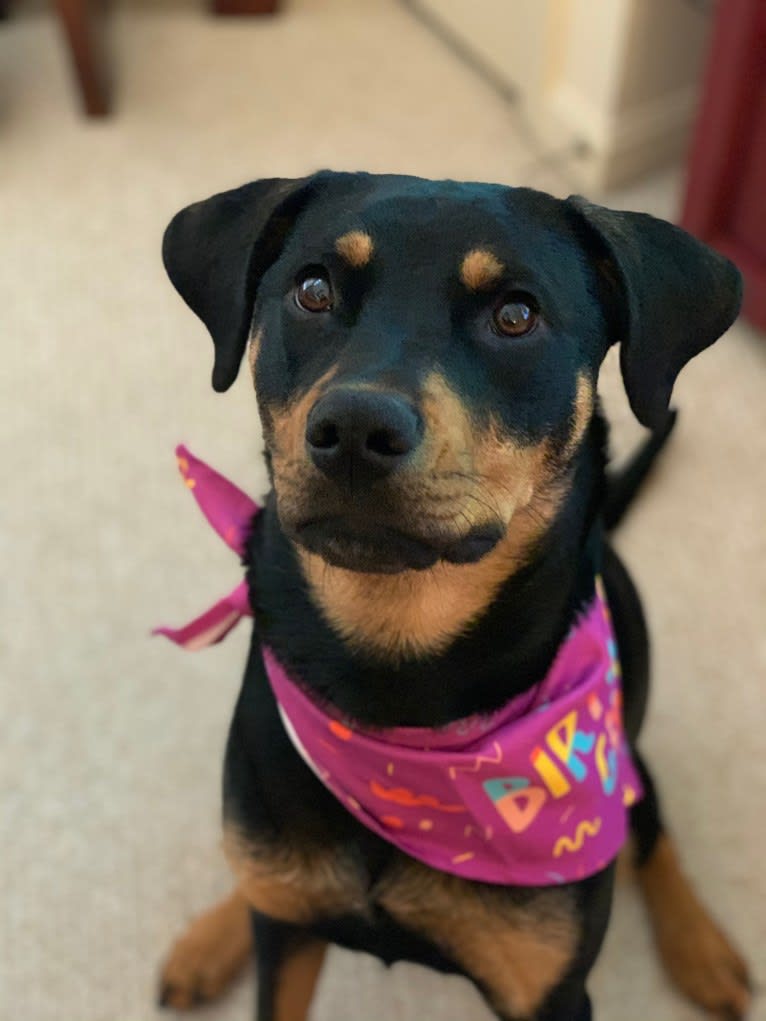 Lucy, a Rottweiler and Labrador Retriever mix tested with EmbarkVet.com