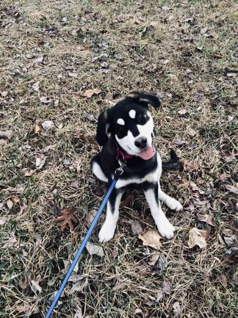 Keira, an Alaskan Malamute and Siberian Husky mix tested with EmbarkVet.com