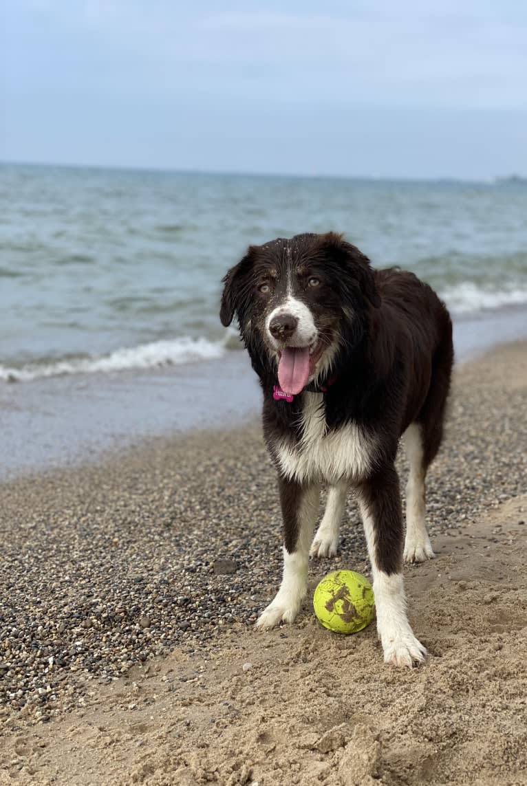 Hazelnut, a Border Collie and Siberian Husky mix tested with EmbarkVet.com