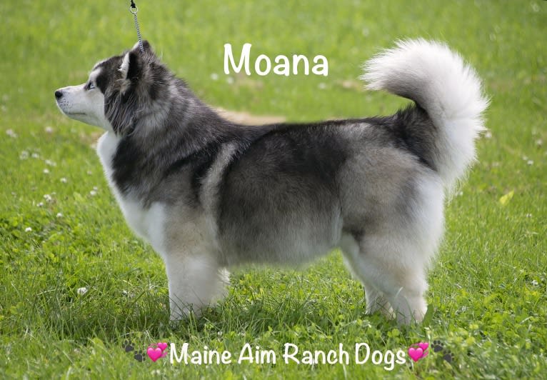 Moana, a Siberian Husky and Pomeranian mix tested with EmbarkVet.com