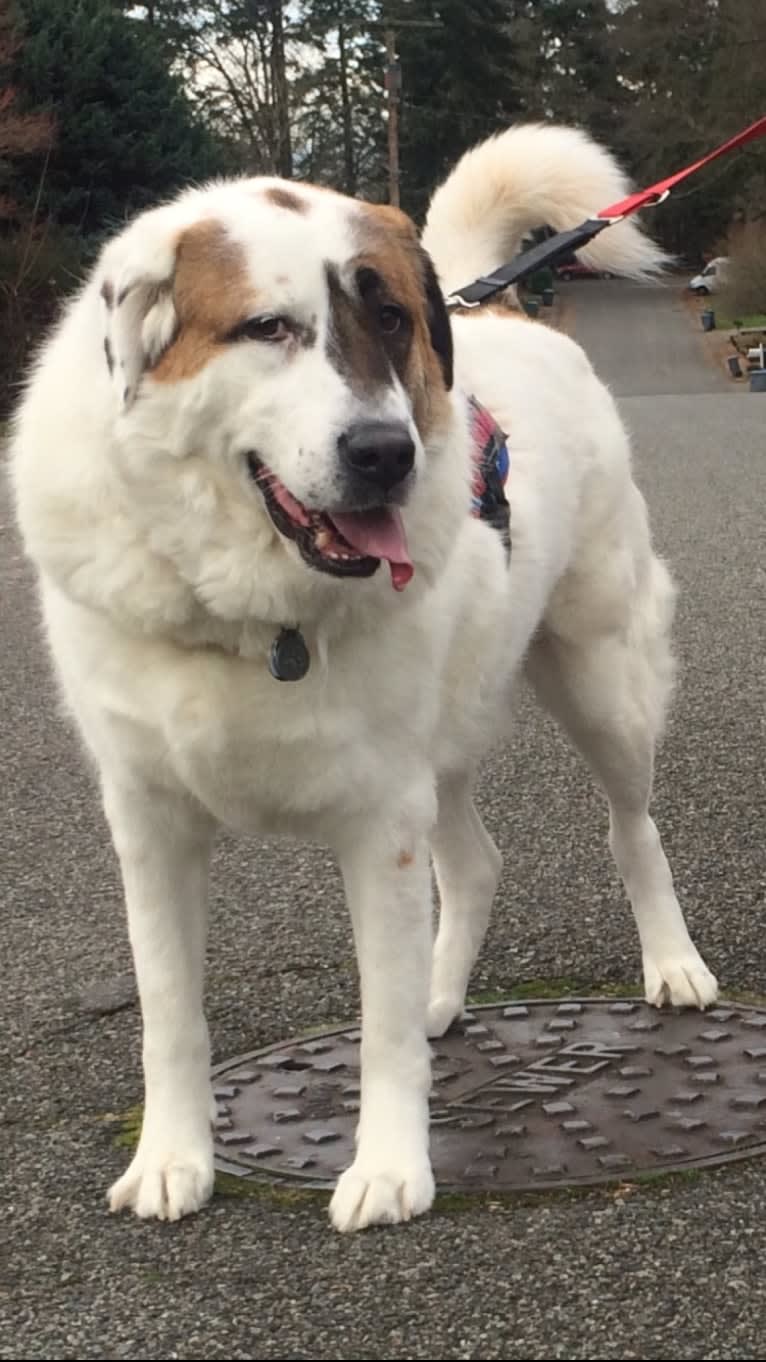 Ammo, a West Asian Village Dog tested with EmbarkVet.com