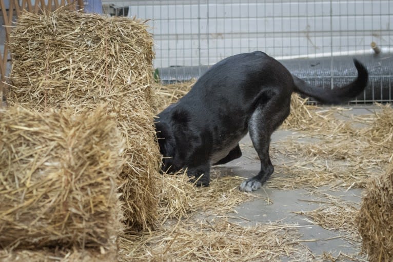 Schimpf's Addicted to the Game ("Addie"), a Labrador Retriever and German Shepherd Dog mix tested with EmbarkVet.com