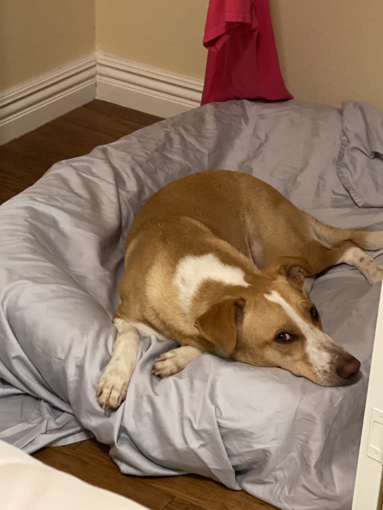 Buddy, a Border Collie and Golden Retriever mix tested with EmbarkVet.com