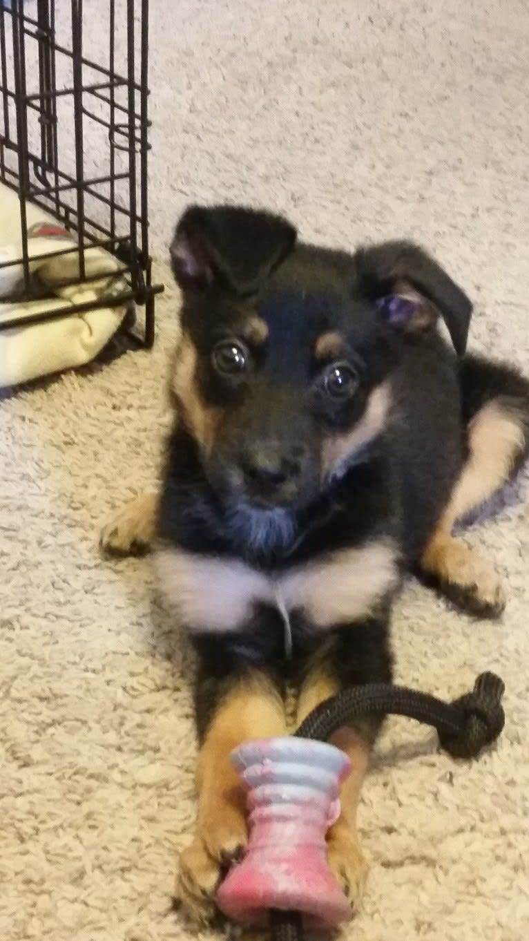 PUCK, an Australian Cattle Dog and German Shepherd Dog mix tested with EmbarkVet.com