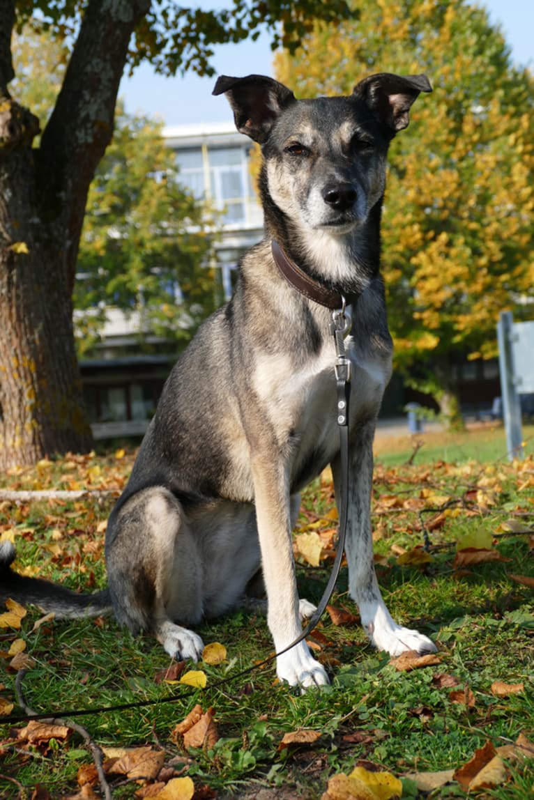 Hailey, an European Village Dog tested with EmbarkVet.com