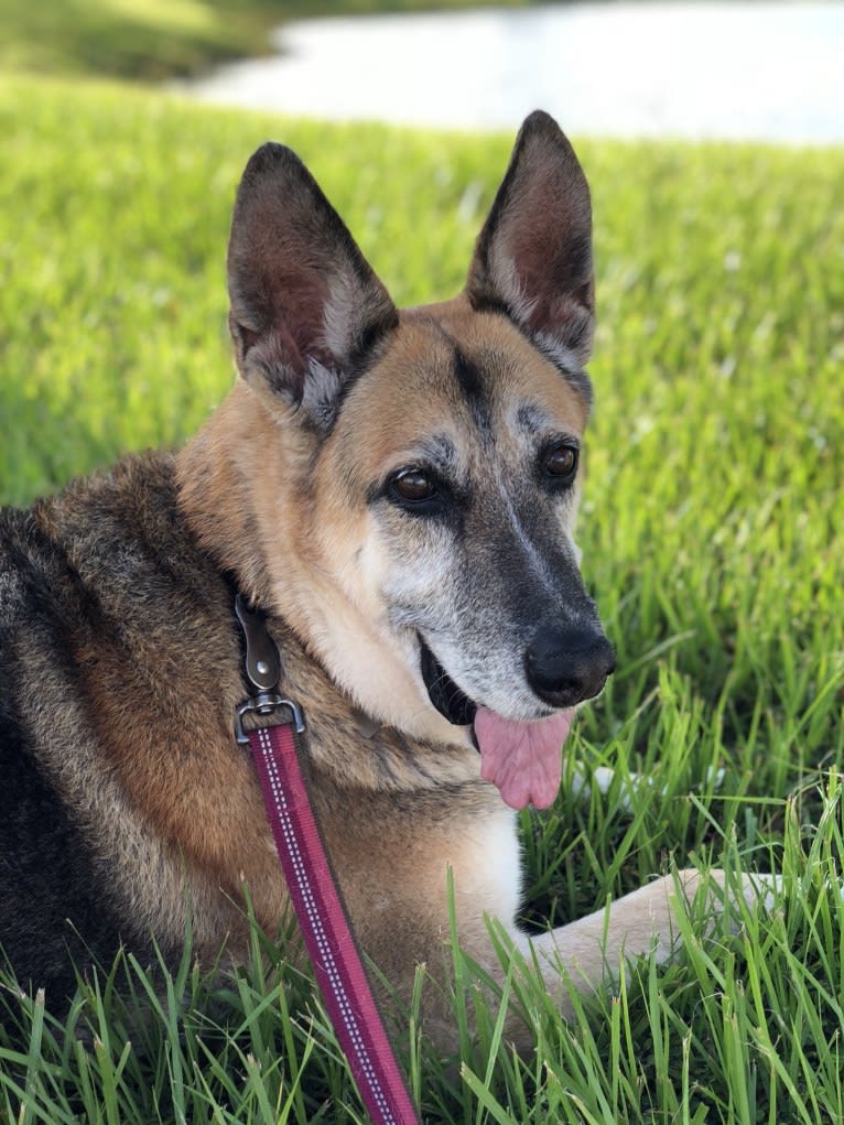 Brie, a German Shepherd Dog and American Eskimo Dog mix tested with EmbarkVet.com