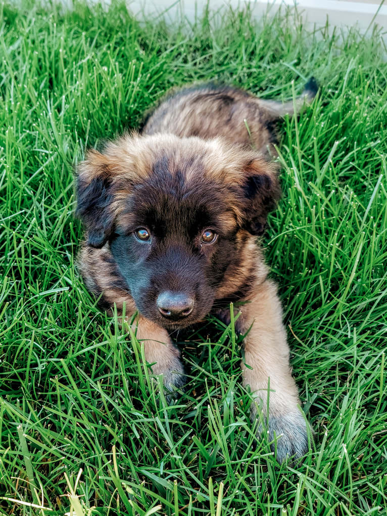 Stryder, an Eastern European Village Dog tested with EmbarkVet.com