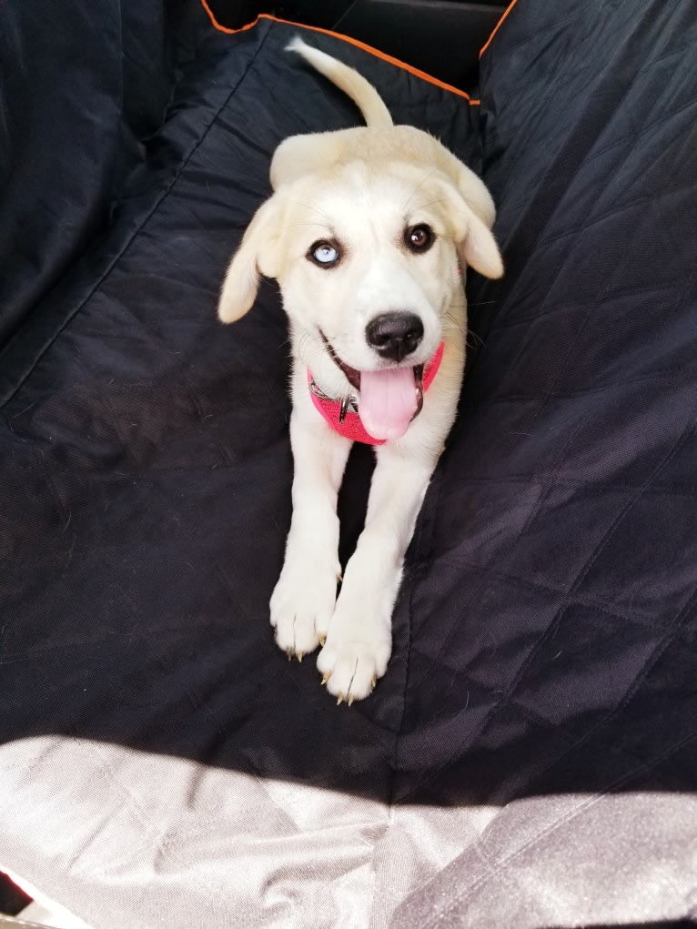 Blue, a Great Pyrenees and Anatolian Shepherd Dog mix tested with EmbarkVet.com