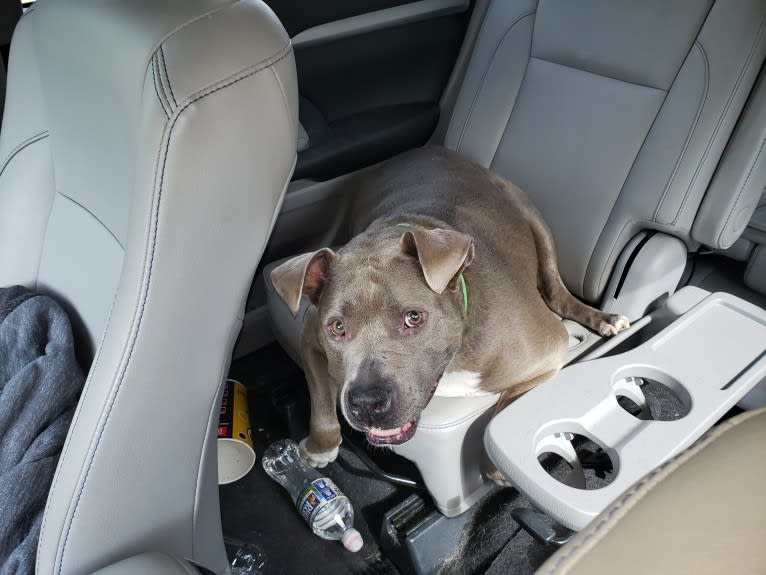 Yoshi, an American Pit Bull Terrier and American Staffordshire Terrier mix tested with EmbarkVet.com